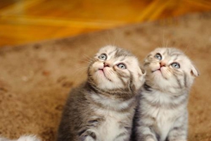 三个月小猫吃什么