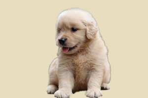 金毛犬什么时候能洗澡