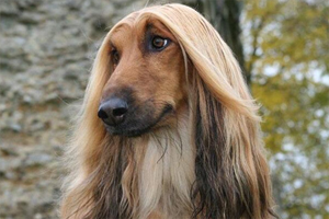 阿富汗犬怎么养