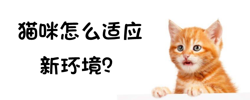 猫咪怎么适应新环境