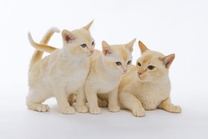 猫咪怎么适应新环境