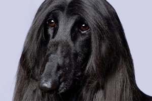 阿富汗猎犬毛怎么打理