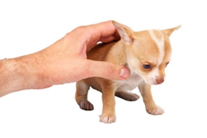 生下来的小狗要吃什么