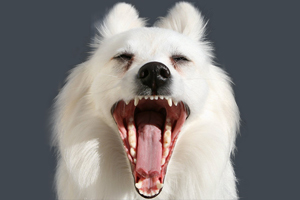 狗狗双排牙怎么办