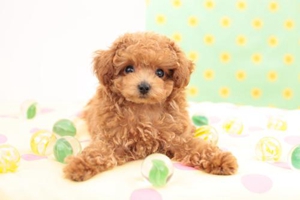 贵宾狗不吃东西怎么办