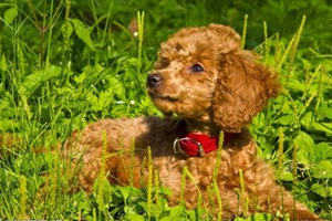 贵宾狗不能吃什么东西