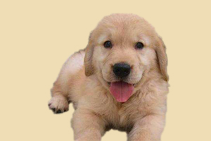 金毛幼犬泪痕重怎么办