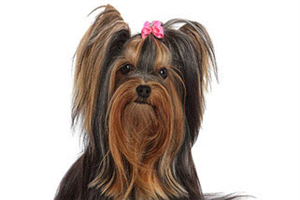 约克夏怎么包毛