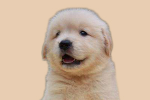 金毛幼犬有什么特征