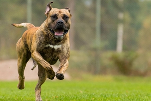 加纳利犬如何喂养