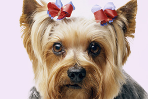 养约克夏要注意什么