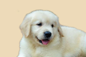 金毛的发情期怎么处理