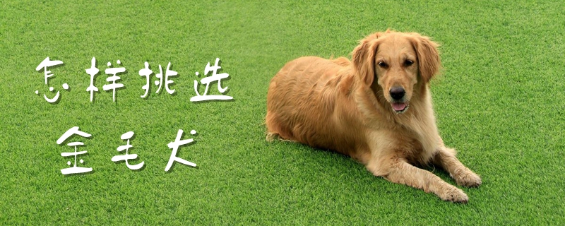 怎样挑选金毛犬