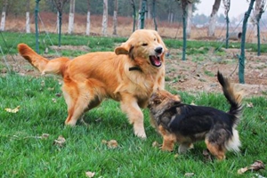 怎样挑选金毛犬