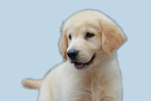 小金毛体味很重怎么办