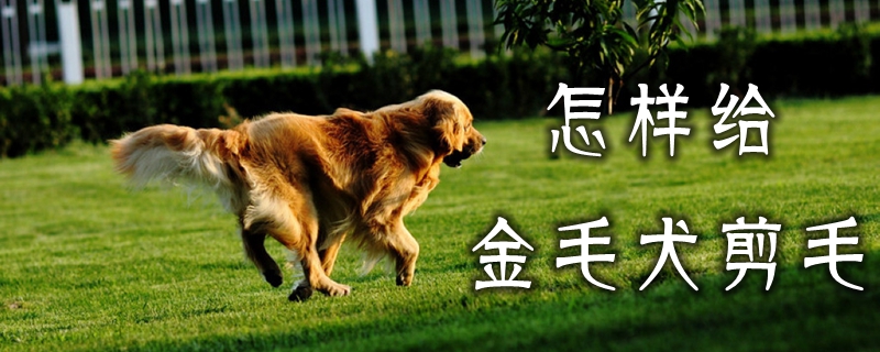 怎样给金毛犬剪毛