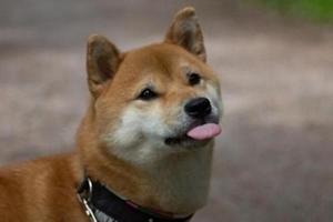 秋田犬挑食怎么办