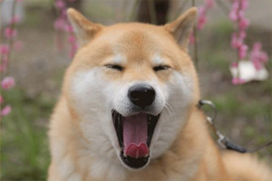 柴犬生宝宝怎么护理