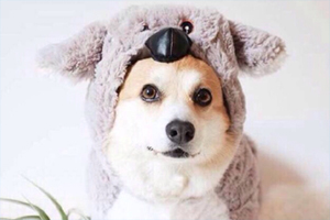 柯基生产后注意事项