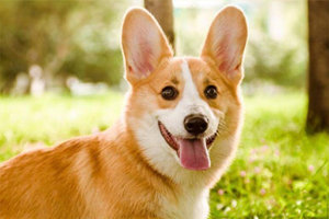 柯基生产时注意事项