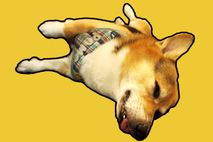 柯基生产前有什么行为