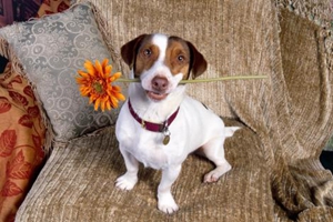 小狗狗乱咬人怎么办