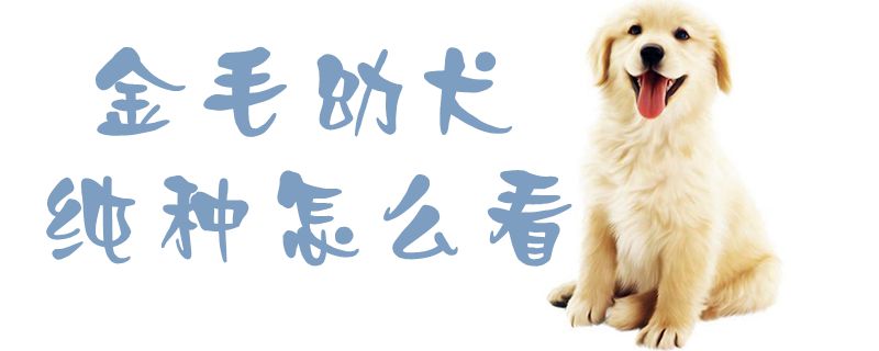 金毛幼犬纯种怎么看1