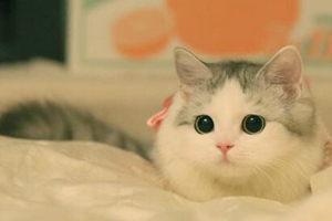 猫咪护食咬人怎么办