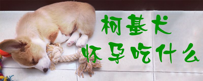 柯基犬懷孕吃什麼1