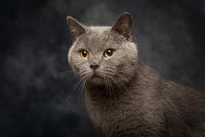 蓝猫要怎么喂养