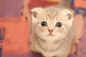 怎么给折耳猫补钙