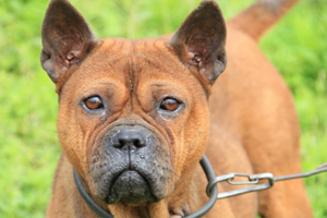 川东猎犬有什么缺点