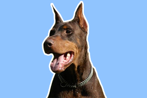 饲养杜宾犬注意什么