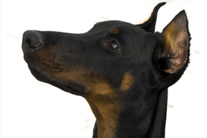 杜宾犬剪耳注意什么