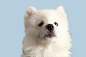 萨摩耶换牙期吃什么食物