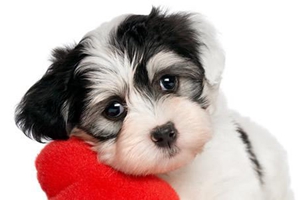 狗狗要怎么快递