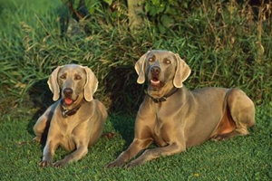 小罗威纳怎么养