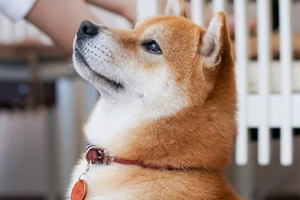 柴犬饮食注意什么