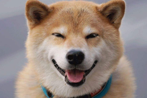 柴犬外出注意事项