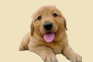 金毛幼犬身上臭怎么办