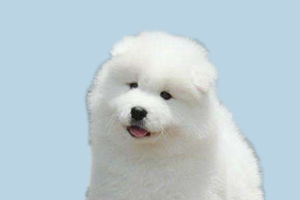 萨摩耶换牙期吃什么好