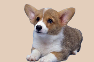 柯基犬如何断尾