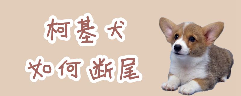 柯基犬如何断尾