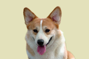 柯基犬怎么认真假