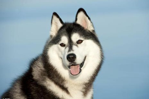 哈士奇不肯吃东西怎么办