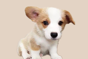 柯基犬怎么识别