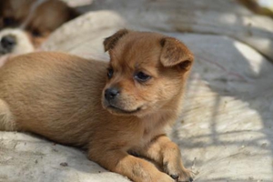 狗狗不让剪毛怎么办