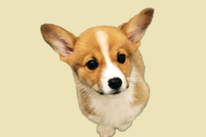 怎么让柯基去厕所