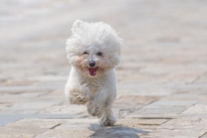 比熊犬什么不能吃