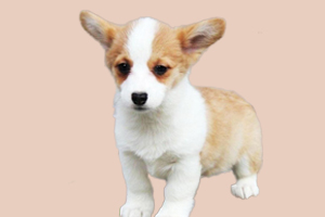 怎么教柯基上厕所